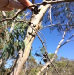 Eucalyptus pauciflora subsp. pauciflora at Captains Flat, NSW - 12 Mar 2018
