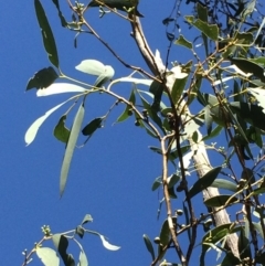 Eucalyptus pauciflora subsp. pauciflora at Captains Flat, NSW - 12 Mar 2018 10:54 AM