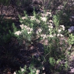 Cassinia longifolia (Shiny Cassinia, Cauliflower Bush) at Captains Flat, NSW - 11 Mar 2018 by alex_watt