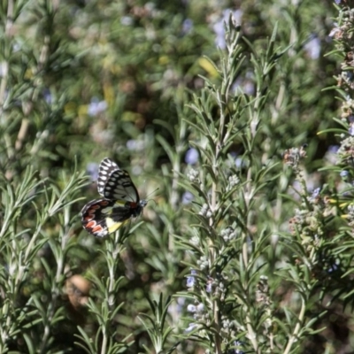 Delias aganippe (Spotted Jezebel) at Murrumbateman, NSW - 19 Mar 2018 by SallyandPeter