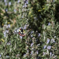 Delias aganippe at Murrumbateman, NSW - 19 Mar 2018