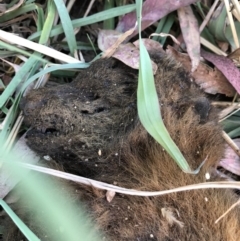 Pteropus poliocephalus at Watson, ACT - 18 Mar 2018