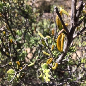 Persoonia rigida at Captains Flat, NSW - 12 Mar 2018 10:59 AM