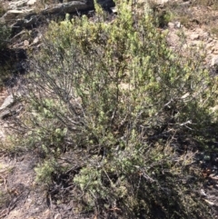 Persoonia rigida at Captains Flat, NSW - 12 Mar 2018