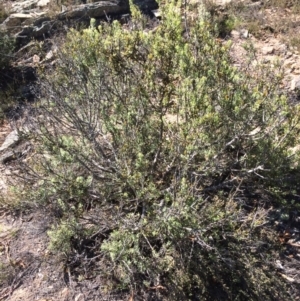 Persoonia rigida at Captains Flat, NSW - 12 Mar 2018 10:59 AM