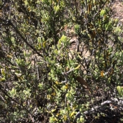 Persoonia rigida at Captains Flat, NSW - 12 Mar 2018 10:59 AM