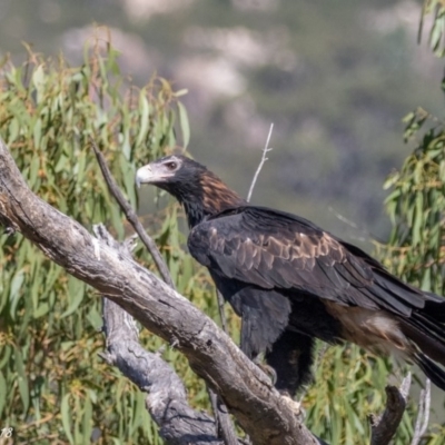 Aquila audax (Wedge-tailed Eagle) at Booth, ACT - 19 Mar 2018 by ajc