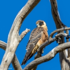 Falco longipennis (Australian Hobby) at Rendezvous Creek, ACT - 19 Mar 2018 by ajc