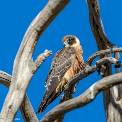 Falco longipennis (Australian Hobby) at Rendezvous Creek, ACT - 19 Mar 2018 by ajc