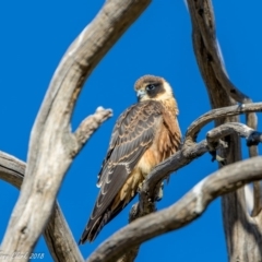 Falco longipennis (Australian Hobby) at Namadgi National Park - 18 Mar 2018 by ajc