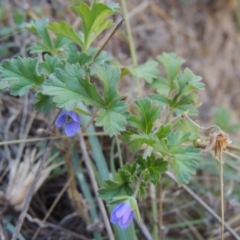 Erodium crinitum (Native Crowfoot) at Gigerline Nature Reserve - 8 Mar 2018 by michaelb