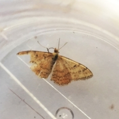 Scopula rubraria (Reddish Wave, Plantain Moth) at Red Hill to Yarralumla Creek - 18 Mar 2018 by ruthkerruish