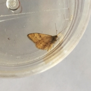 Scopula rubraria at Hughes, ACT - 19 Mar 2018 12:00 AM