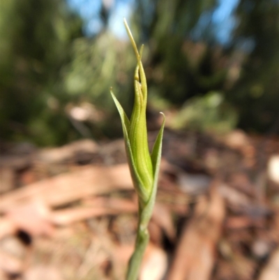 Diplodium ampliatum (Large Autumn Greenhood) at Cook, ACT - 19 Mar 2018 by CathB