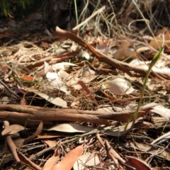 Diplodium ampliatum at Cook, ACT - 19 Mar 2018