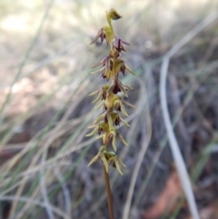 Corunastylis clivicola (Rufous midge orchid) at Cook, ACT - 19 Mar 2018 by CathB