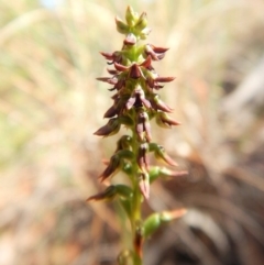 Corunastylis clivicola at Cook, ACT - suppressed