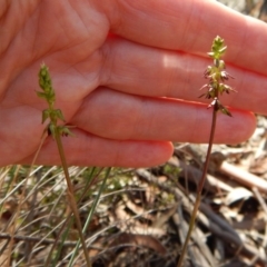 Corunastylis clivicola at Cook, ACT - suppressed