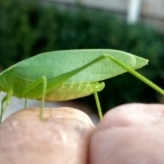 Caedicia simplex (Common Garden Katydid) at Rivett, ACT - 16 Mar 2018 by Toneholl