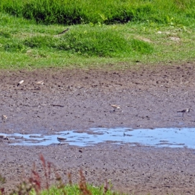 Charadrius melanops (Black-fronted Dotterel) at Fyshwick, ACT - 19 Mar 2018 by RodDeb