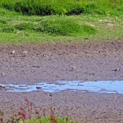 Charadrius melanops (Black-fronted Dotterel) at Jerrabomberra Wetlands - 19 Mar 2018 by RodDeb