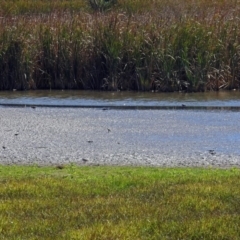 Charadrius melanops at Fyshwick, ACT - 19 Mar 2018 11:24 AM