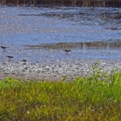 Charadrius melanops at Fyshwick, ACT - 19 Mar 2018 11:24 AM