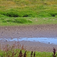 Charadrius melanops at Fyshwick, ACT - 19 Mar 2018