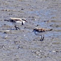 Charadrius melanops at Fyshwick, ACT - 19 Mar 2018