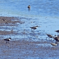 Erythrogonys cinctus (Red-kneed Dotterel) at Fyshwick, ACT - 19 Mar 2018 by RodDeb