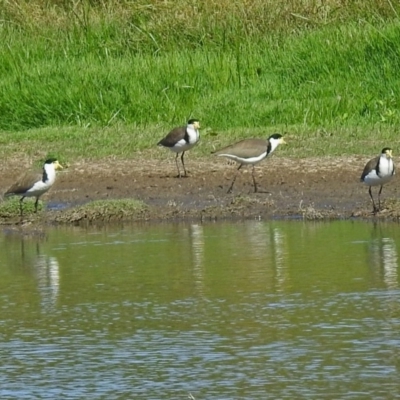 Vanellus miles (Masked Lapwing) at Fyshwick, ACT - 19 Mar 2018 by RodDeb