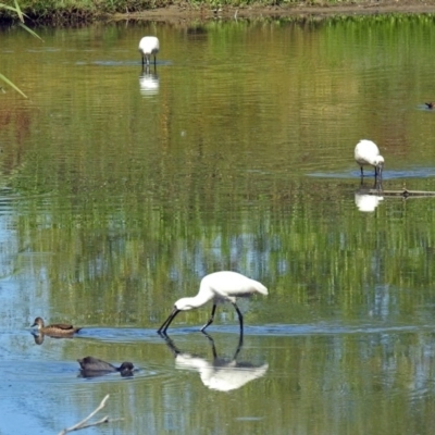 Platalea regia (Royal Spoonbill) at Jerrabomberra Wetlands - 19 Mar 2018 by RodDeb