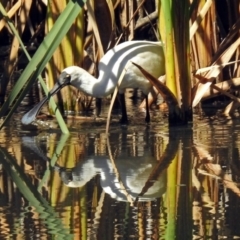 Platalea regia at Fyshwick, ACT - 19 Mar 2018