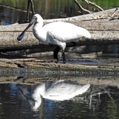 Platalea regia at Fyshwick, ACT - 19 Mar 2018