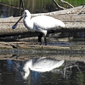 Platalea regia at Fyshwick, ACT - 19 Mar 2018