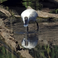 Platalea regia at Fyshwick, ACT - 19 Mar 2018