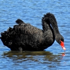 Cygnus atratus (Black Swan) at Jerrabomberra Wetlands - 19 Mar 2018 by RodDeb
