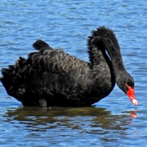 Cygnus atratus at Fyshwick, ACT - 19 Mar 2018