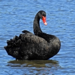 Cygnus atratus at Fyshwick, ACT - 19 Mar 2018