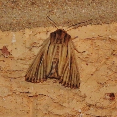 Leucania exarans (A Noctuid moth ( Subf.Hadeninae)) at Wanniassa, ACT - 19 Mar 2018 by JohnBundock