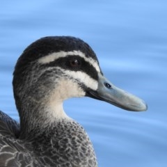 Anas superciliosa (Pacific Black Duck) at Stromlo, ACT - 11 Mar 2018 by YumiCallaway