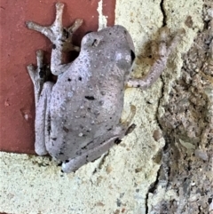 Litoria peronii (Peron's Tree Frog, Emerald Spotted Tree Frog) at QPRC LGA - 19 Mar 2018 by Whirlwind