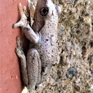 Litoria peronii at Sutton, NSW - 19 Mar 2018