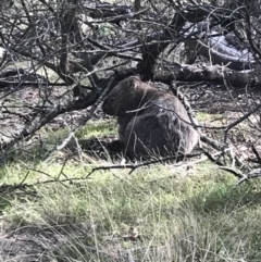 Vombatus ursinus (Common wombat, Bare-nosed Wombat) at Bungendore, NSW - 18 Mar 2018 by yellowboxwoodland