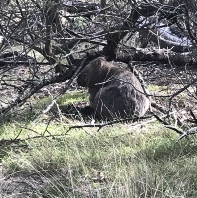 Vombatus ursinus (Common wombat, Bare-nosed Wombat) at QPRC LGA - 17 Mar 2018 by yellowboxwoodland