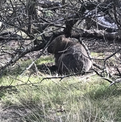 Vombatus ursinus (Common wombat, Bare-nosed Wombat) at Bungendore, NSW - 18 Mar 2018 by yellowboxwoodland