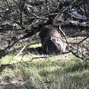 Vombatus ursinus at Bungendore, NSW - 18 Mar 2018