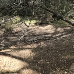 Vombatus ursinus at Bungendore, NSW - 18 Mar 2018