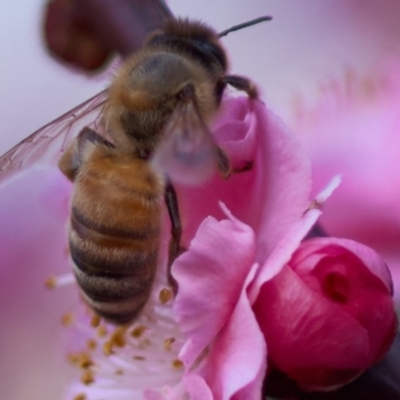 Apis mellifera (European honey bee) at Isaacs, ACT - 18 Aug 2016 by Ilenticularis