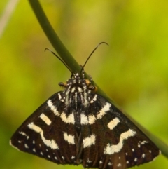 Phalaenoides tristifica (Willow-herb Day-moth) at Tennent, ACT - 30 Dec 2017 by Ilenticularis